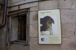 Pep the dog
