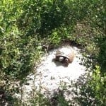 St. Augustine Turtle