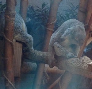 Very tired koala bears