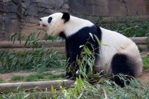 We loved seeing Panda's at the Atlanta Zoo!