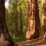 Courtesy Sequoia National Park Website. 