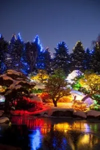 blossoms_of_light