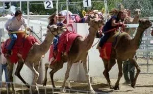 Camel Race Courtesy of Virginia City Tourism Commission