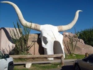 Worlds Largest Cow Skull