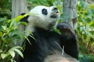 Giant Panda at the National Zoo