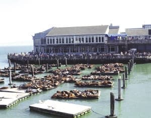 Sea Lions at Fisherman's Wharf San Francisco Travel Association Jack Hollingsworth