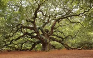 Angel Oak Tree