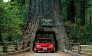 Chandelier Tree