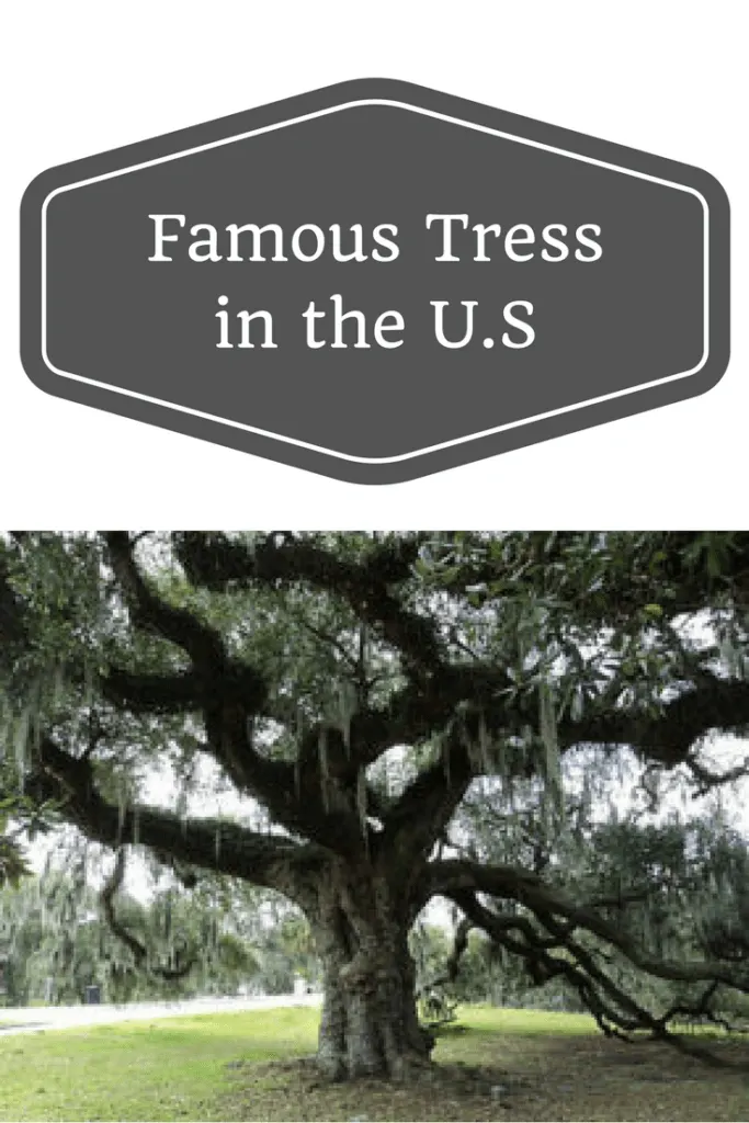 Famous Tress in the U.S 