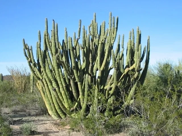 Giant Organ Pipe Cactus