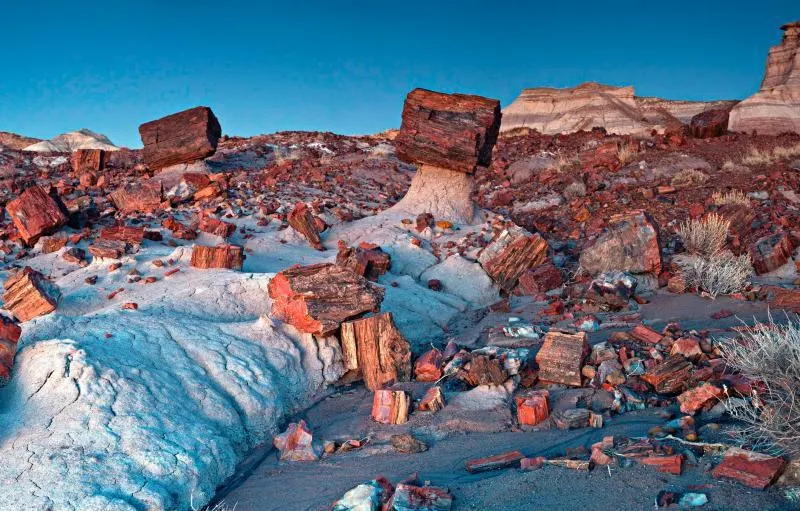 Petrified Forest National Park Jasper Forest