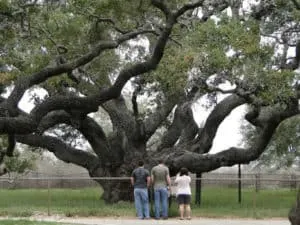 The Big tree