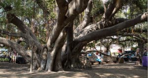 The Lahaina Banya Tree