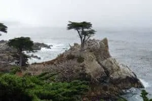 The Lone Cypress