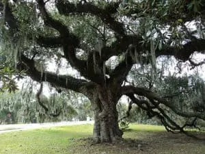 The Suicide Oak