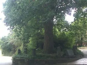 The Tree That Owns Itself