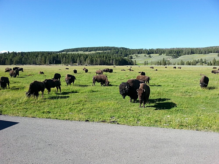 Bison grazing in Hayden Valley in Yellowstone Naional Park