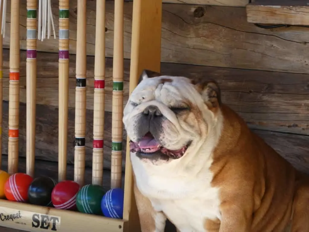 Maverick at Rawah Guest Ranch 