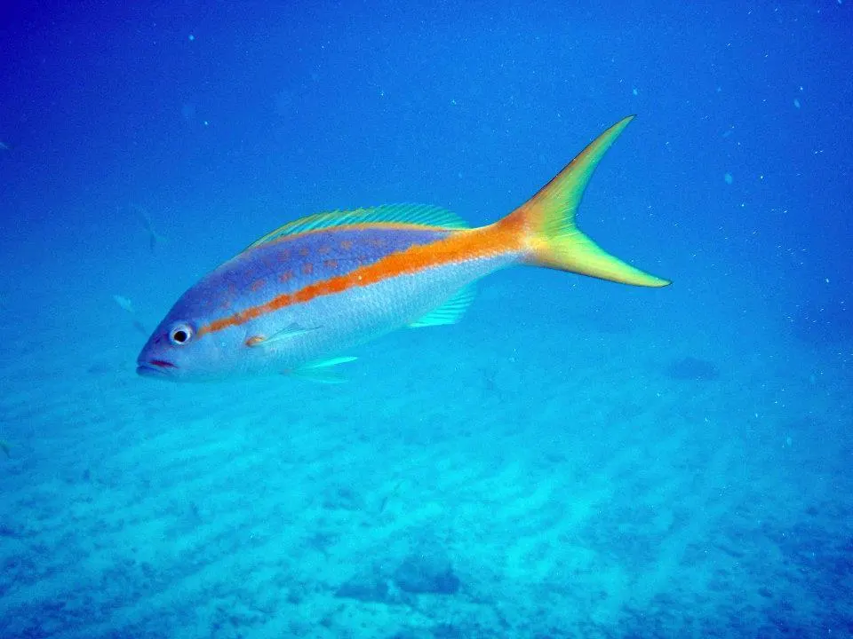 Tips for scuba diving 