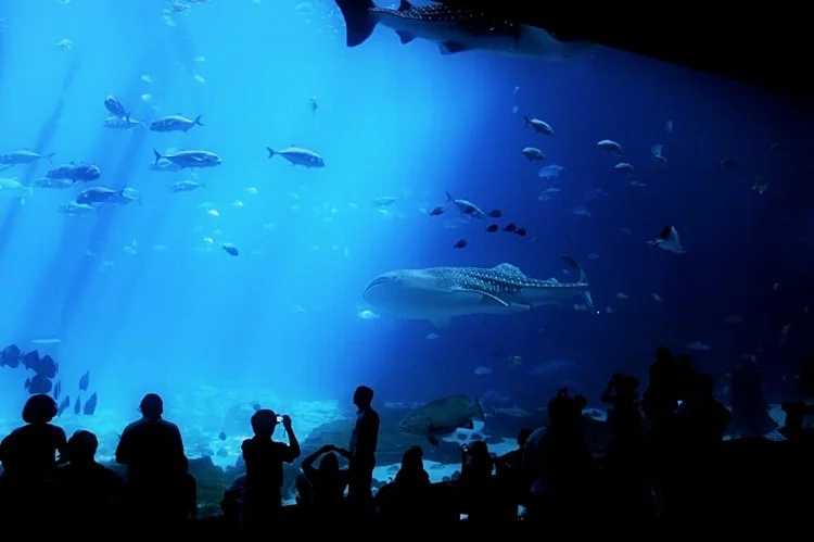 georgiaaquarium