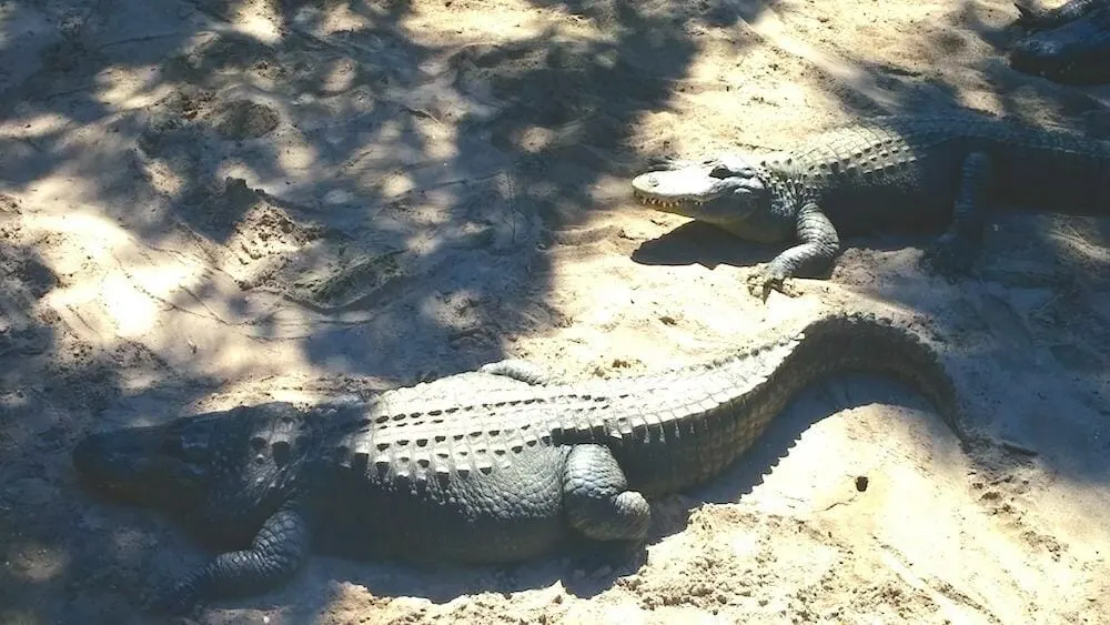 Alligator Farm
