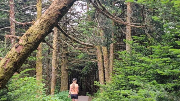 Hiking Trails in the North vs. the South: Which is Best for You?