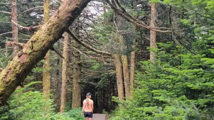 Hiking Trails in the North vs. the South: Which is Best for You?