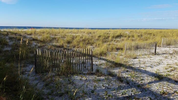 Hooked on Navarre Beach: Insider Tips for a Memorable Fishing Trip