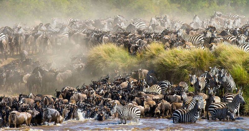 Maasai Mara, Kenya