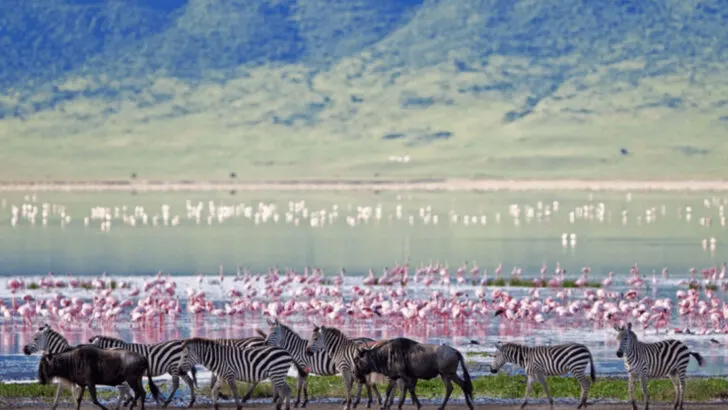 10 Best Safari Destinations for Wildlife Viewing