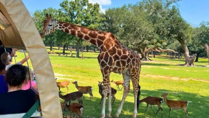 13 Louisiana Family Trips to Take in 2025 (Yes, Even in the Heat)