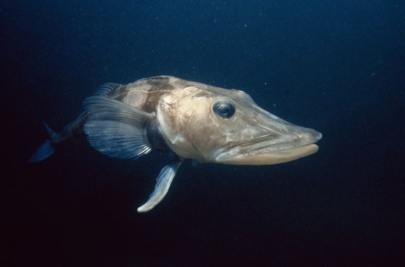 Antarctica's Unique Icefish