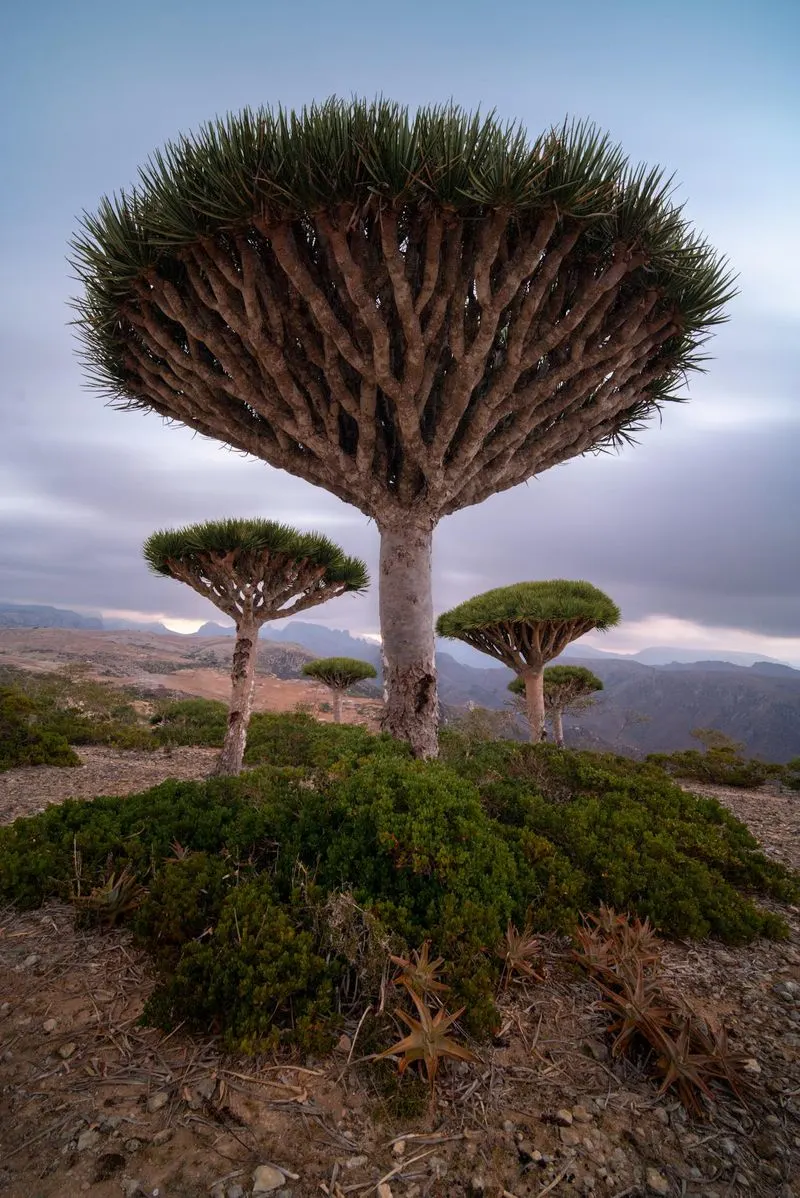 Socotra, Yemen