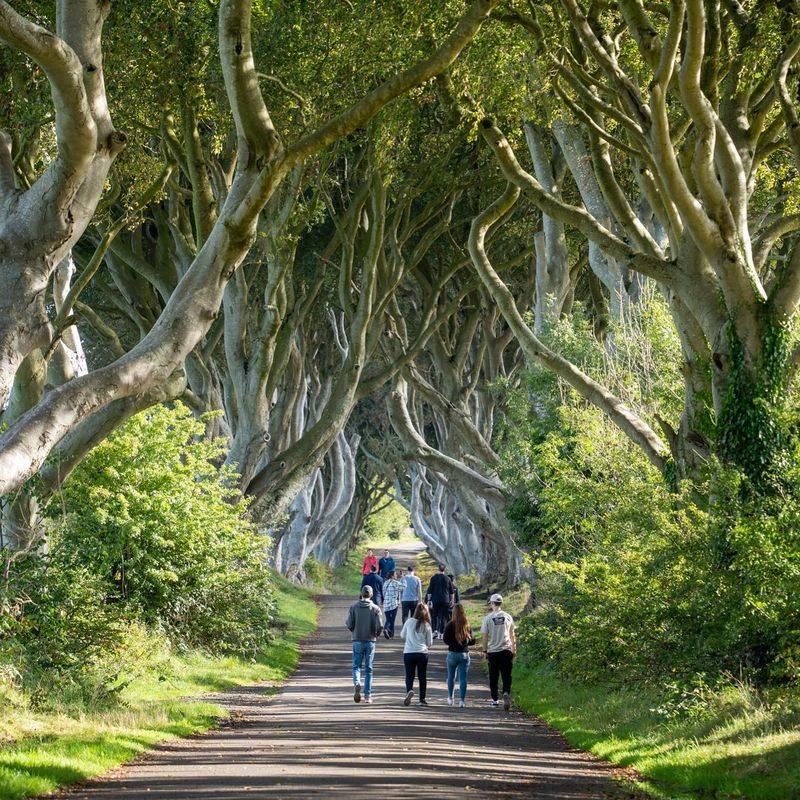 Dark Hedges, Northern Ireland