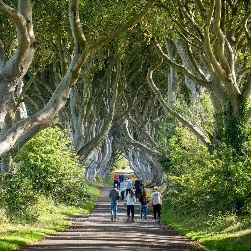 Dark Hedges, Northern Ireland