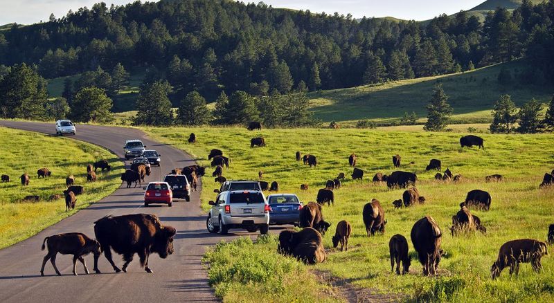 Custer State Park, South Dakota
