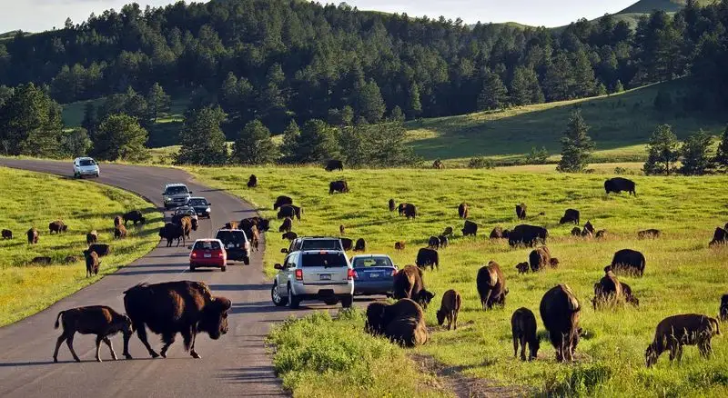 Custer State Park, South Dakota