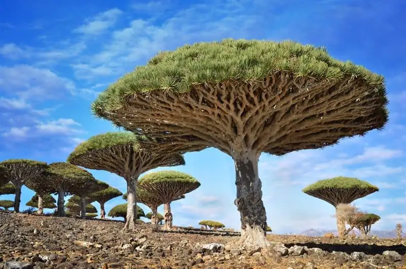 Socotra Island, Yemen