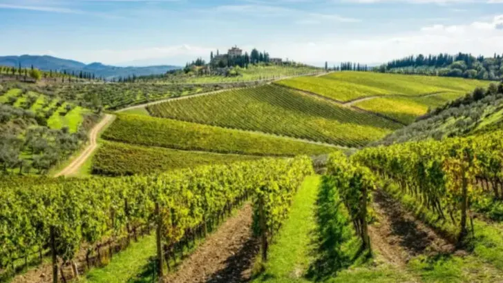 8 Charming Wine Regions Harvesting June Beauty