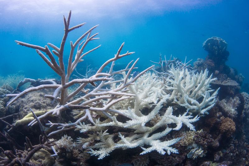 Loss of Marine Life
