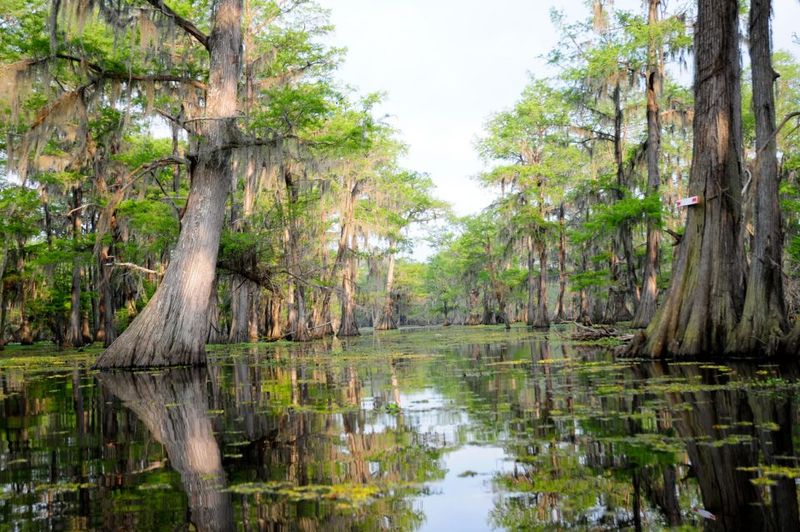 Houma Swamp Exploration
