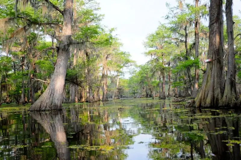 Houma Swamp Exploration