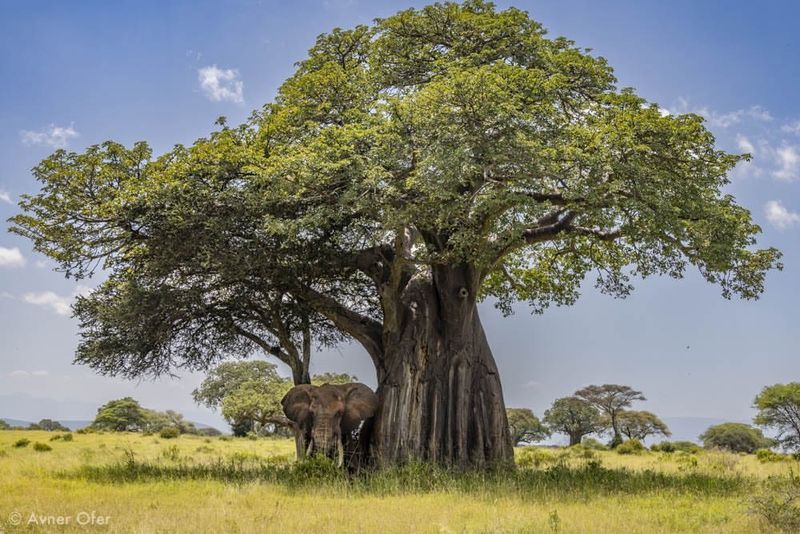 Tarangire National Park, Tanzania