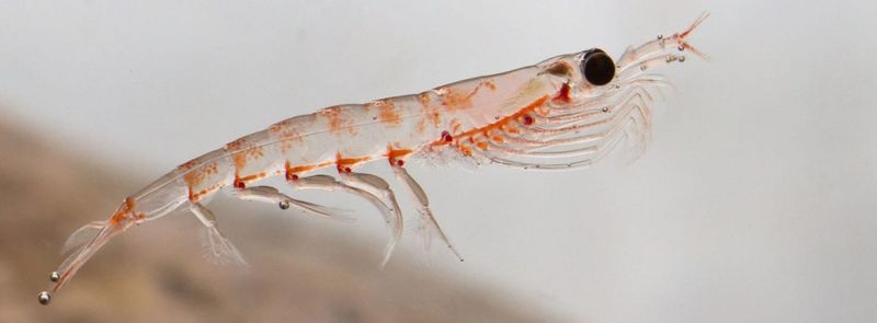 Antarctic Krill: The Tiny Giants