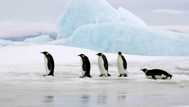 The Emperor Penguins' Resilience
