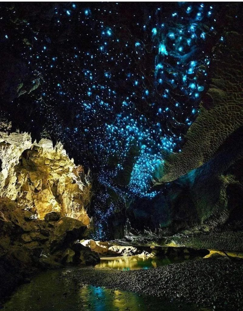 Glowworm Caves, New Zealand