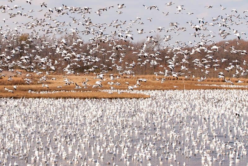 Bombay Hook National Wildlife Refuge, Delaware