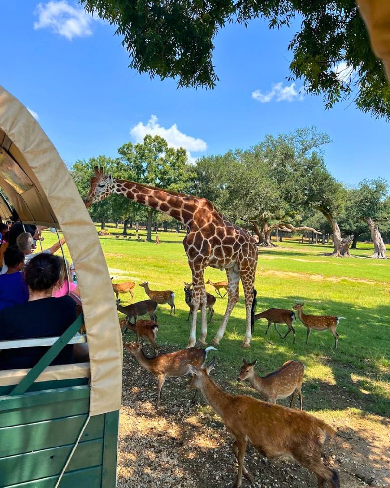 Cajun Country Wildlife Safari