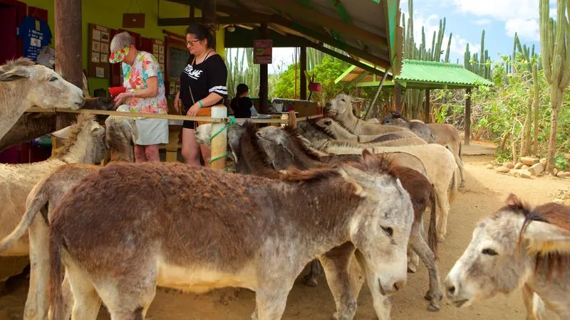 Donkey Sanctuary Tour