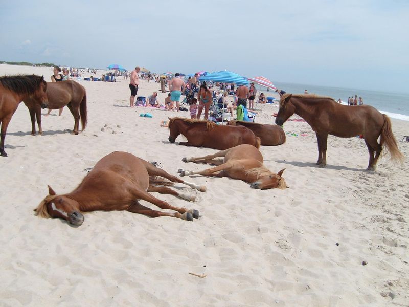 Assateague Island, Virginia